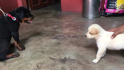 Max meet chulbul😄 || Rottweiler puppy with pomeriyan puppy #Rottweiler #pomeriyan #puppy