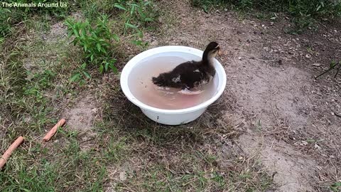 Baby_Ducks_and_Sausage_-_Ducklings_SOO_Cute_baby_animals_Videos
