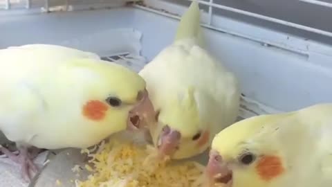 A group of cockatiels eating eggs