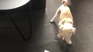 Dogs Attacking Vacuum Cleaner