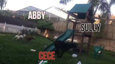 Sully, Abby.'c and Cece
