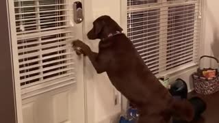 Smart dog opens the door