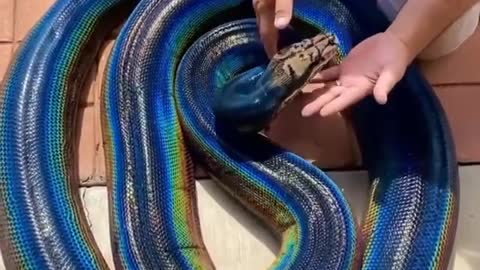 the most beautiful snake you will see now
