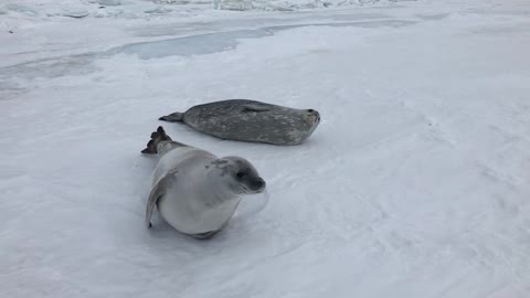 Seal Bites Another Seal's Hind Flippers While It was Sleeping