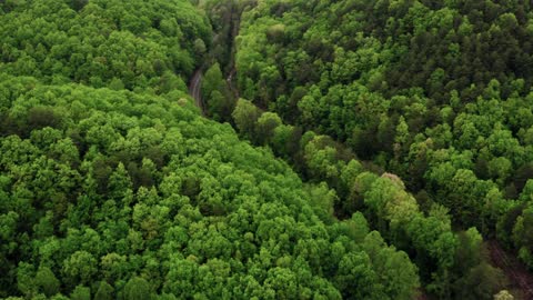 long road in the middle of forest