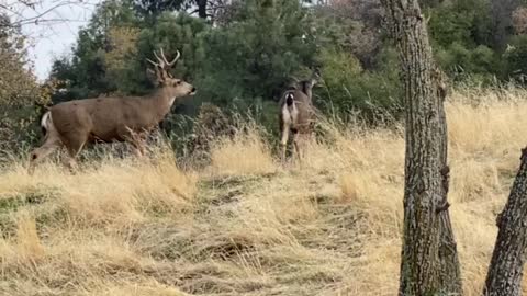 Buck Chasing Does