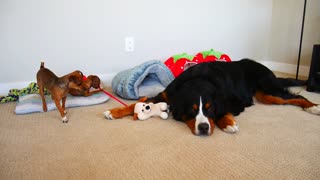 Perro se burla de cachorros del modo más holgazán posible