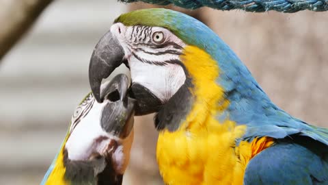 The most beautiful parrot feeds a female