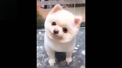 Cute And Funny Pets!!!!