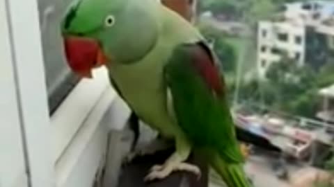 Parrot Calling Mummy in Lockdown 2021