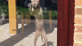 Hairless Cat Loves Pawing At The Door