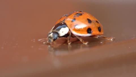 Beautiful Ladybug.......