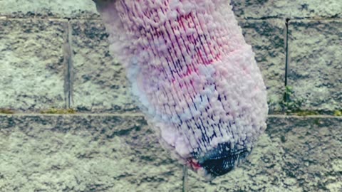 Socks ASMR Satisfying video |socks oddly satisfying |#satisfixio #asmr #satisfying #oddlysatisfying