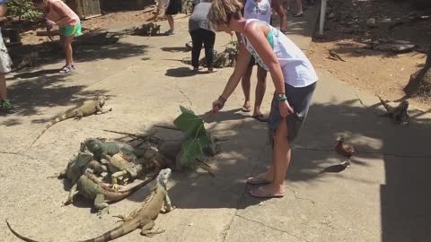 Duck scares zoo tourist