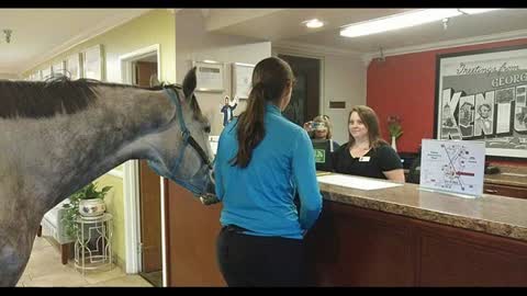 Super 8 Hotel Stands By ‘Pet Friendly’ Policy And Lets Woman Check In With Giant Racehorse