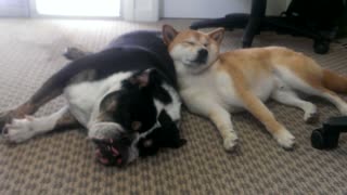 Bulldog preciously naps with Shiba Inu pal