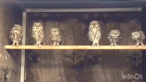 Young Owls Just Love To Dance For The Camera