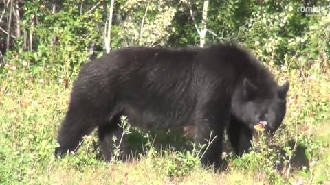 Black Bear Testing Some Flowers