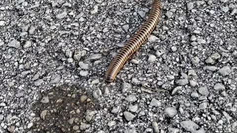 Millipede crossing the street