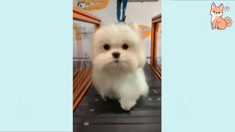 beautiful and cute little dogs