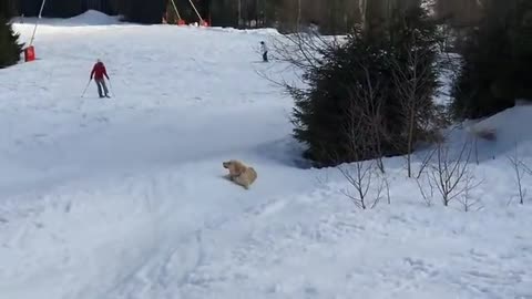 Dog watches people sledding, proceeds to do it herself funny video