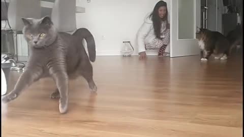 Very fast cat can catch any moving object