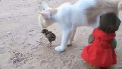 kitten plays with a little monkey and a bird, so cute <3