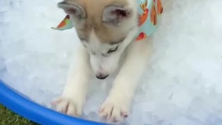 Husky Cools off From Hot Summer Sun