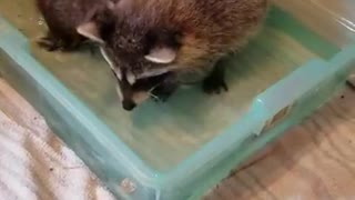 Baby Raccoons Learn to Fish