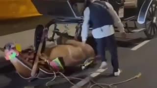 Desplome de caballo cochero en la avenida Santander