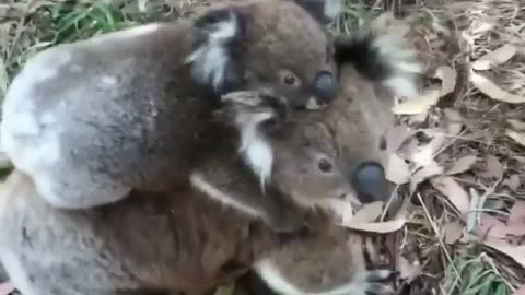 Koala bear with little baby Koala