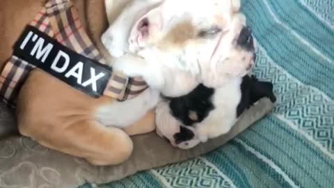 Bulldog uses puppy's head as his own personal pillow