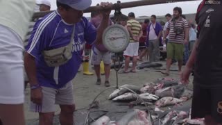 Video: La resolución sobre cuotas de pesca de tiburón, que generó polémica en el país