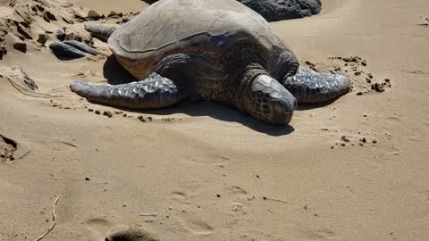 Beached Sea Turtle 2