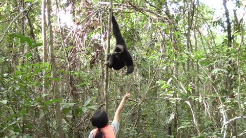 Smart gibbon so lovely eating fruit - Feeding Animals