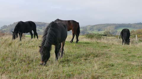 Horse Eating Grass in the Nature