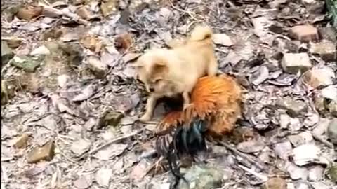 Very Funny Chicken VS Dog Fight Videos