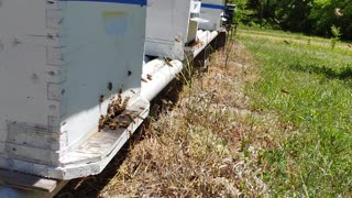 Bees Getting Ready to Swarm