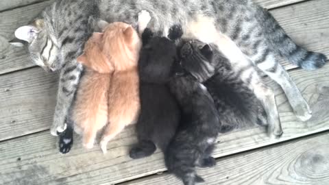 Five Kittens Nursing - They Synch at the end with their ears twitching