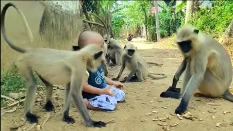 There is not definitions of Love . Monkey come . The kid come and meet freely . All Animals Lovers