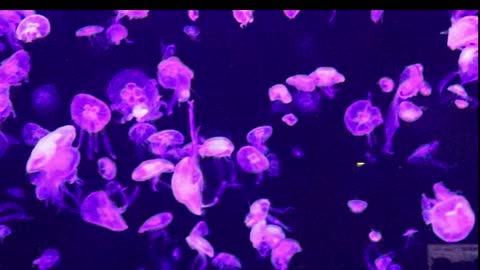 Jelly fish overpowered by coloured lights!