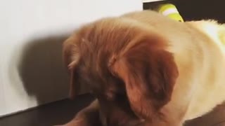 Dog flips out over carrot