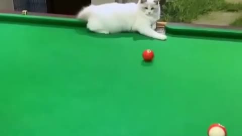 Cat playing 8 ball pool