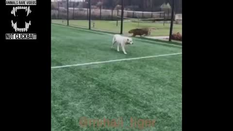 Dog play with Tiger