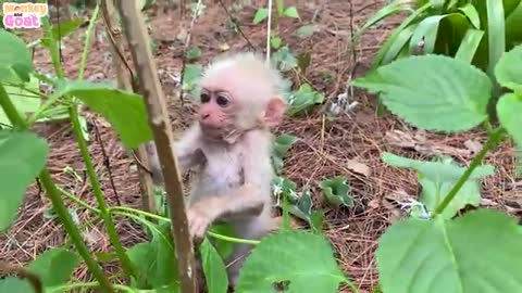 Cute moments of baby monkey and puppies when sleeping