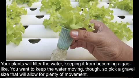 Advanced Tips And Tricks For Aquaponics Farming At Home