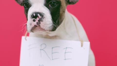 Free Kisses💋 Adorable dog photo session
