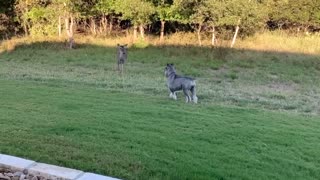 Schnauzer vs Deer