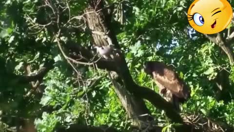 Most Deadly EAGLE Attacks 2021 Most Amazing Moments Of Wild Animal Fights