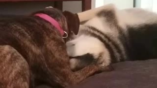 Dog licking other dog continuously